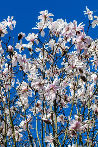 What Type Of Magnolia Tree Do I Have? - GardenFine