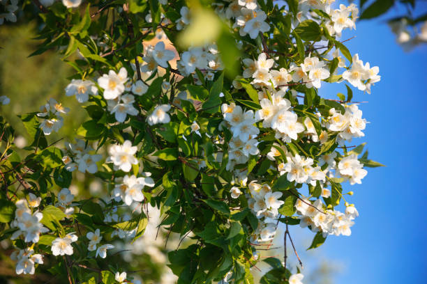 are jasmine plants poisonous to cats and dogs