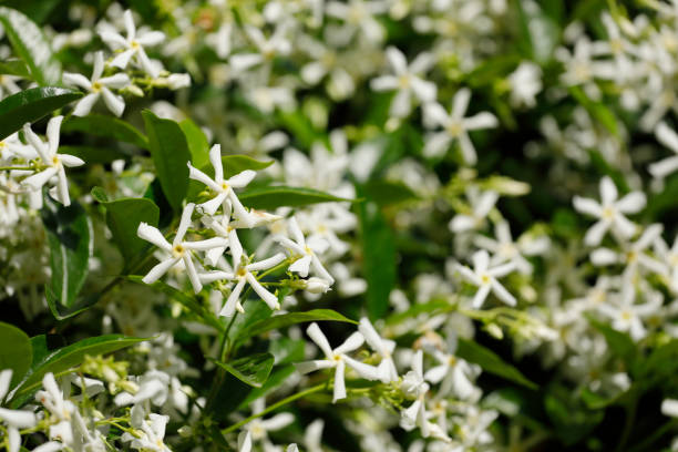 are jasmine plants poisonous to cats and dogs