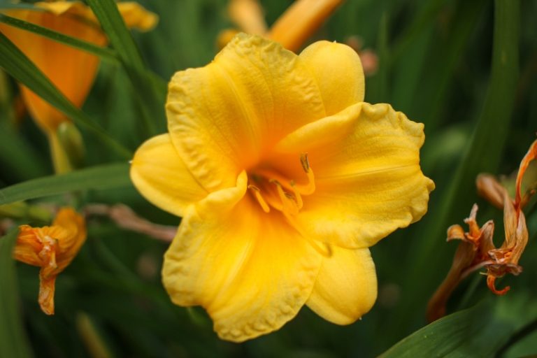 Types Of Daylilies You Should Know About