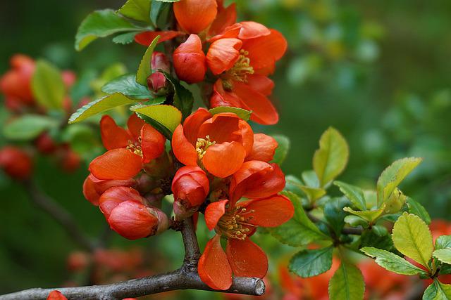 What Does Quince Taste Like A Great Guide On How To Enjoy The Fruit