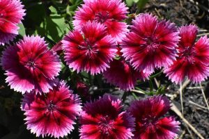 Carnation Colors: A Guide To Carnation Flower Color Meanings And Their ...