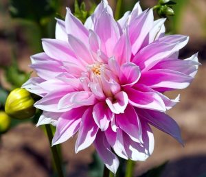 How To Cut Dahlia Flowers? Know Cutting and Arranging Your Dahlia for ...