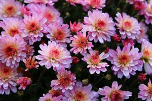 Growing Chrysanthemums From Seed - What You Need To Know!