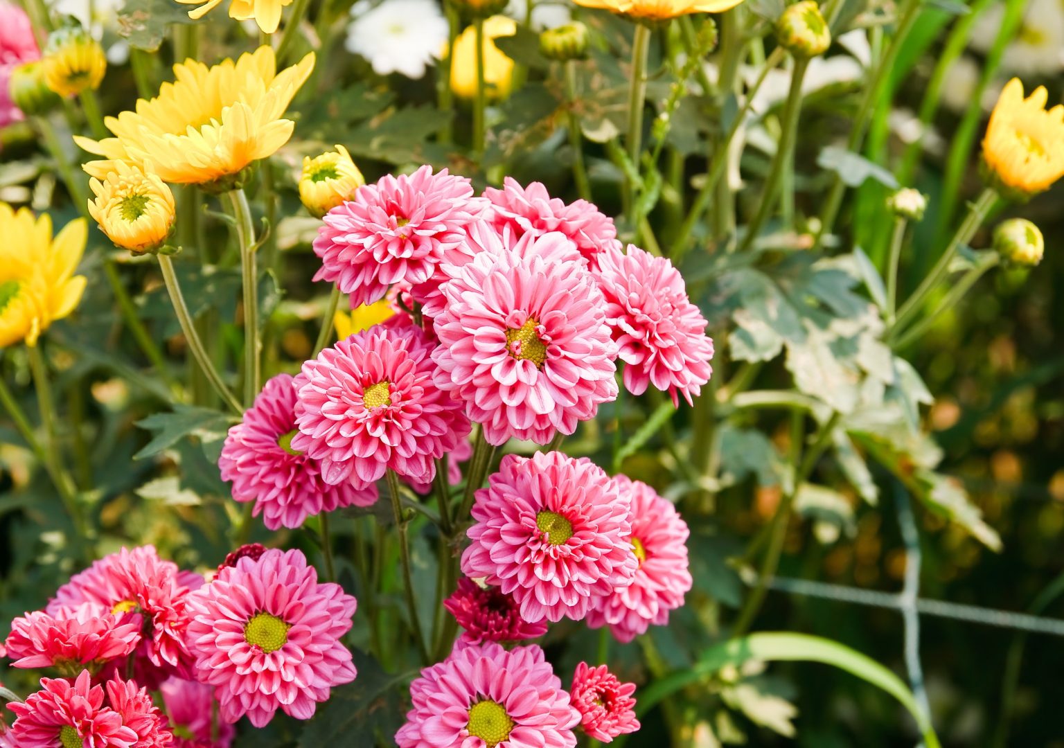 do-rabbits-eat-chrysanthemums-find-out-if-mums-are-harmful-gardenfine