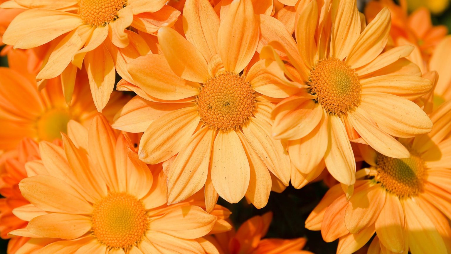 How Long Do Chrysanthemums Bloom Keeping Your Bloom Last Longer