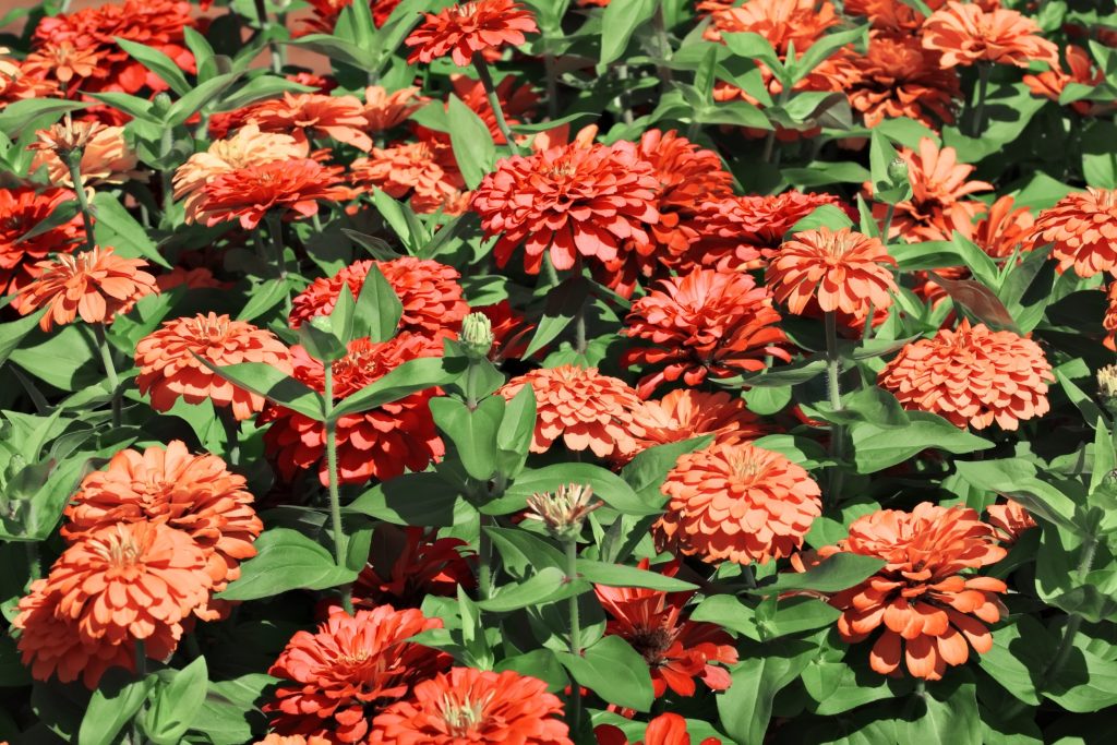 Are Zinnias Poisonous? | What You Need to Know - GardenFine