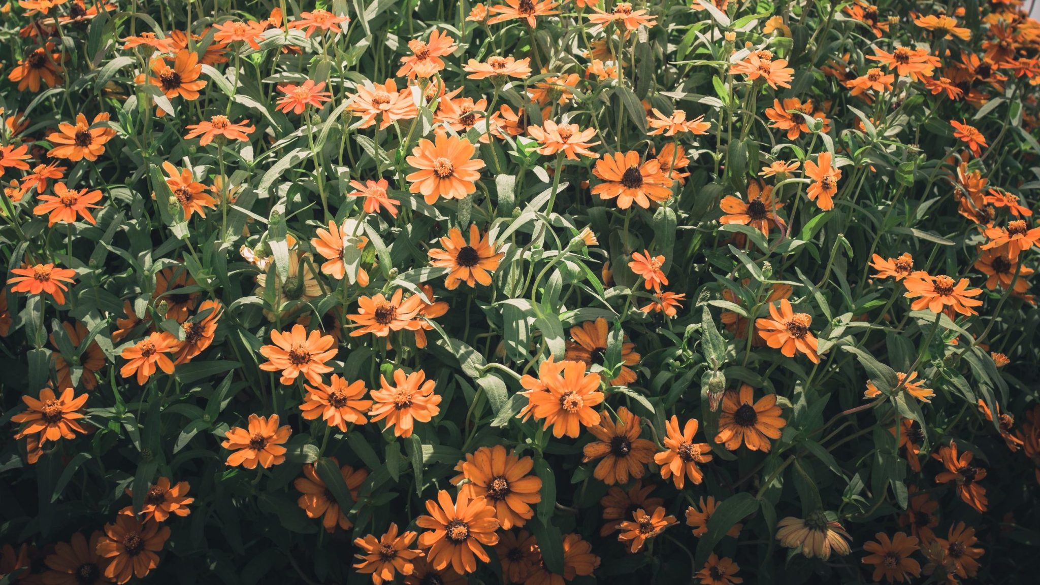 Zinnias in Containers —How to Grow Them Properly