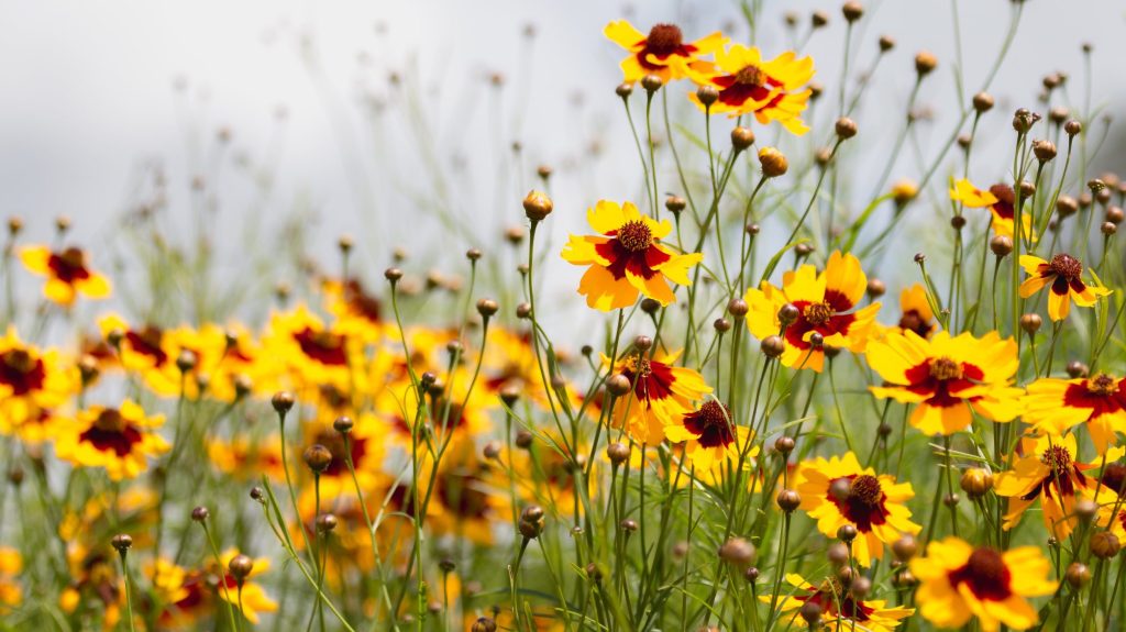 Perennials That Look Like Zinnias: 11 Flower Blooms that You Would Also ...