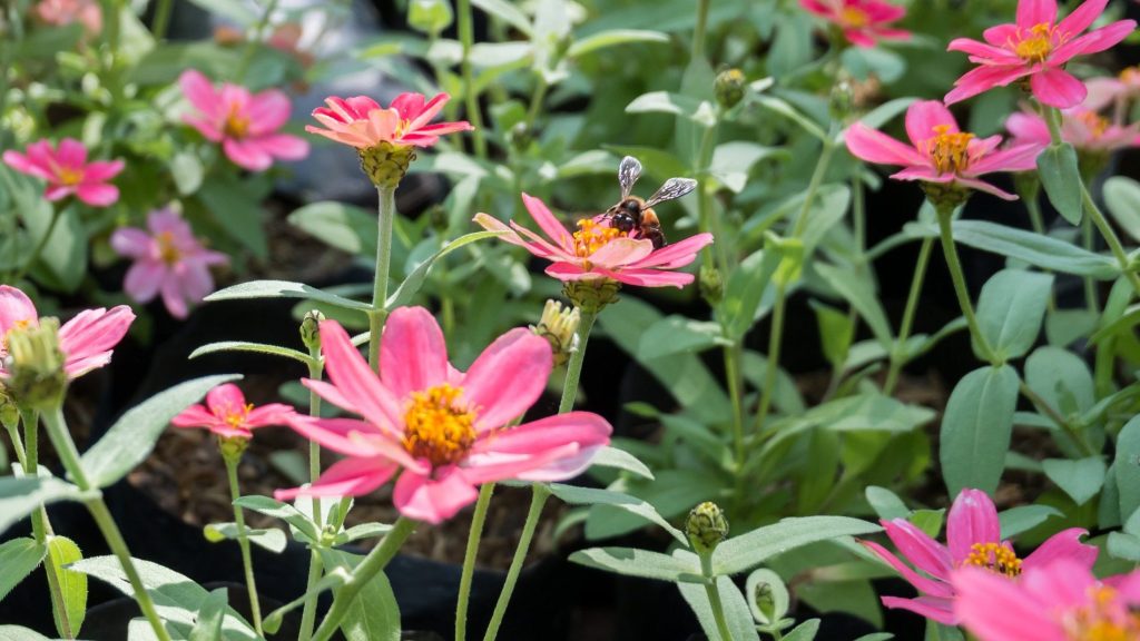 Do Zinnias Attract Bees? Definitely! Find Out Why!