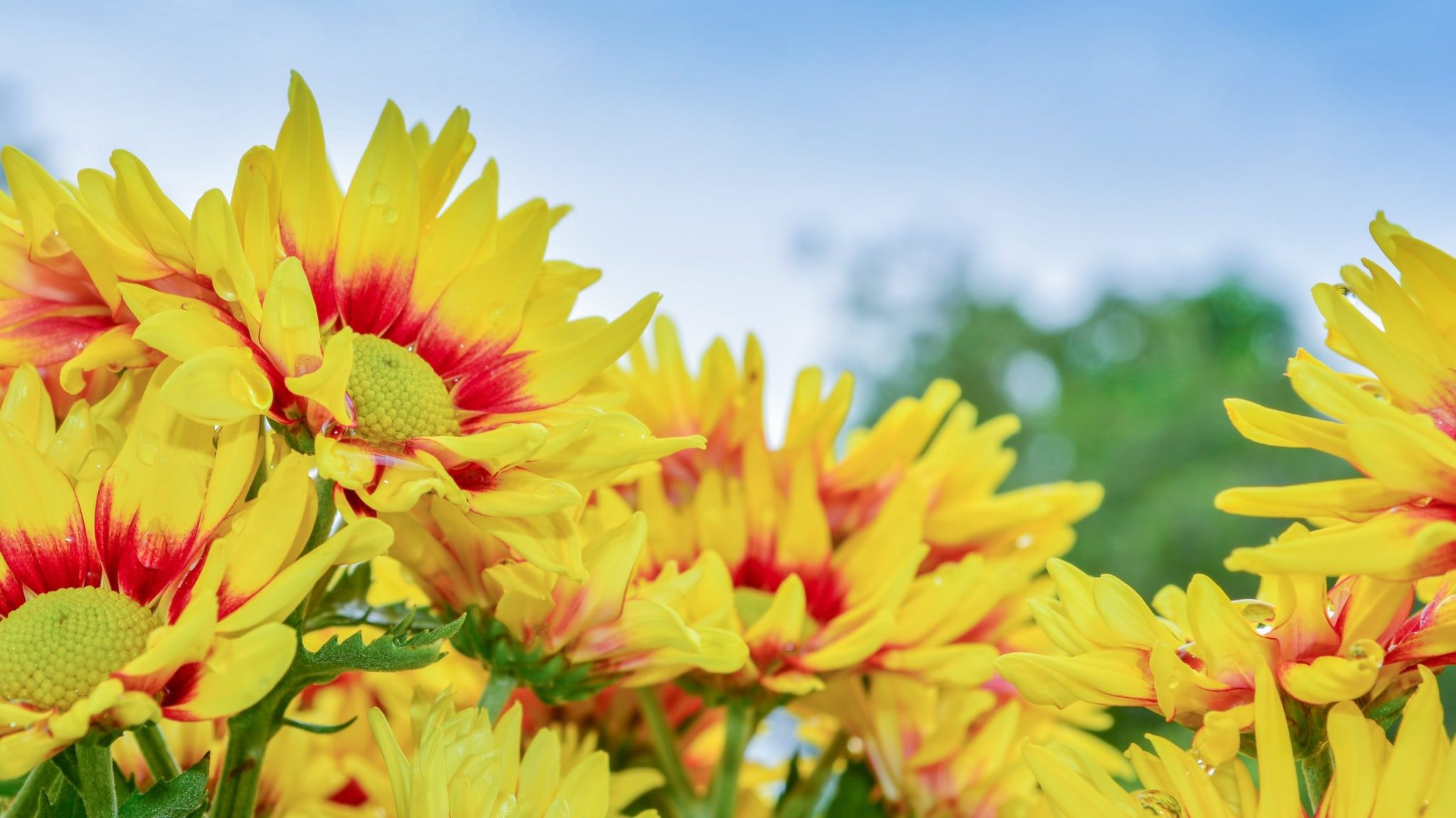 Chrysanthemum Growing Conditions Tips To Grow Beautiful Flowering