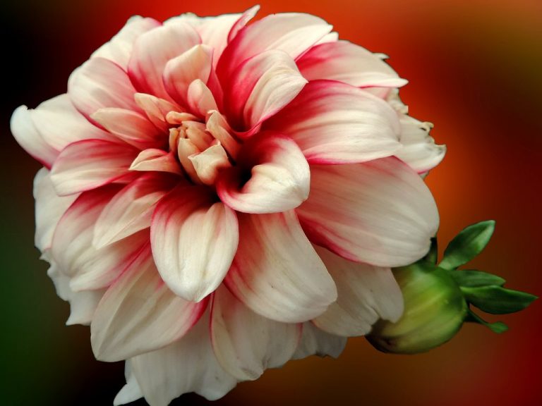 dahlia-size-chart-know-the-types-and-sizes-gardenfine