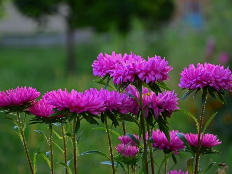 Where to Plant a Peony? Plant Location and Sun Requirements for Peonies