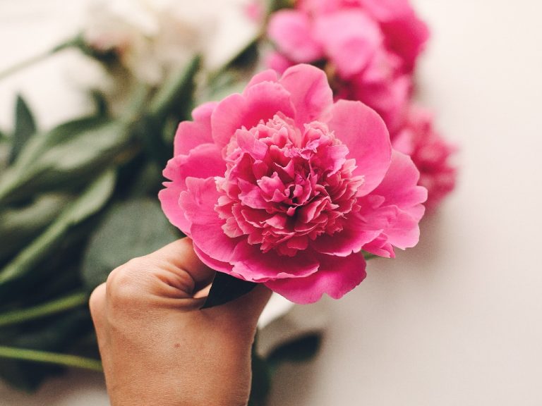 Are Carnations Toxic to Humans? Know If Carnation is Harmful to Humans