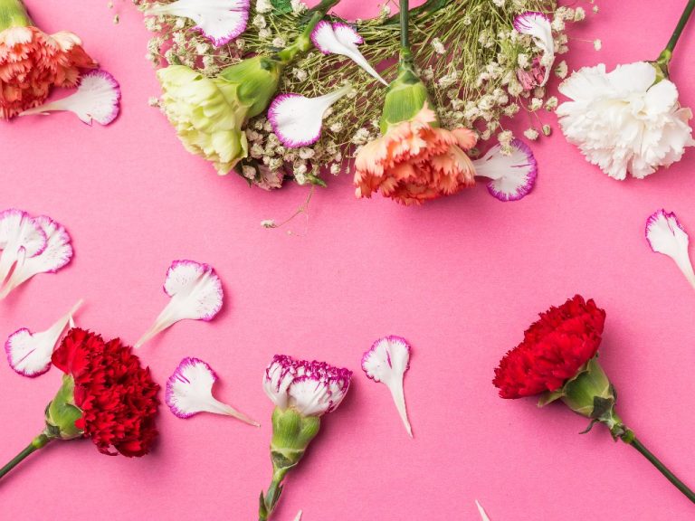 Are Carnations Edible? Understanding The Truth About These Flowers