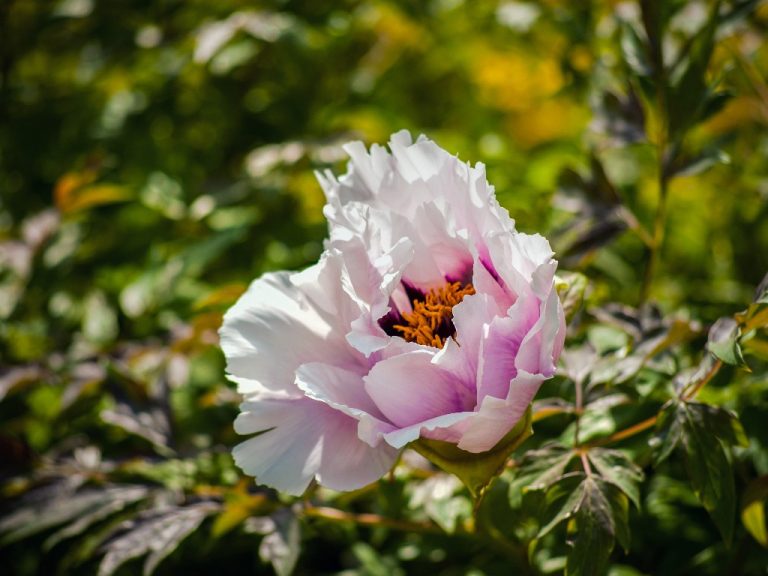 Are Carnations Toxic to Humans? Know If Carnation is Harmful to Humans