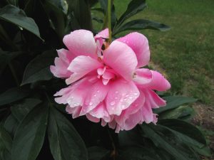 How To Grow Peony From Seed? A Beginner's Guide