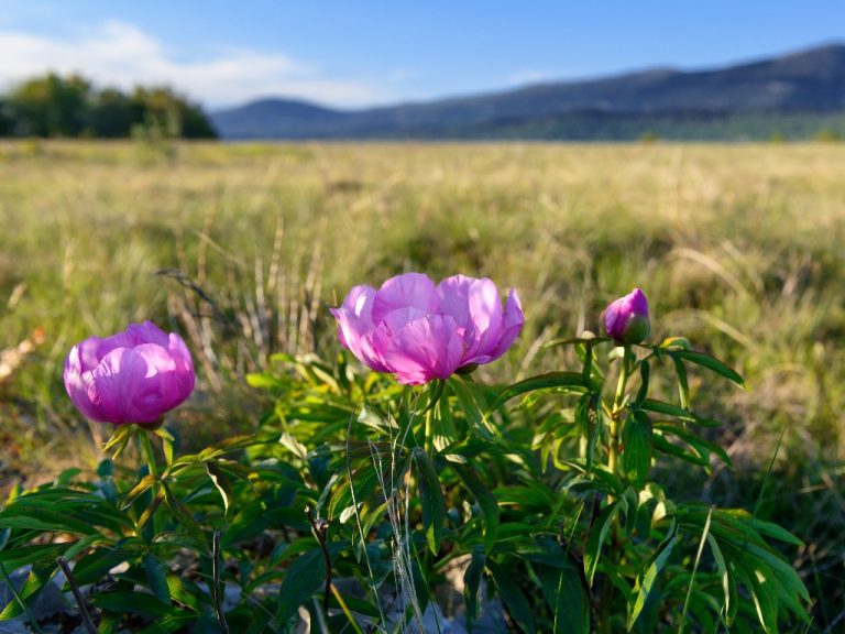 How To Collect Peony Seeds Harvesting And Planting The Peony Seeds   86110465 Presentation 768x576 