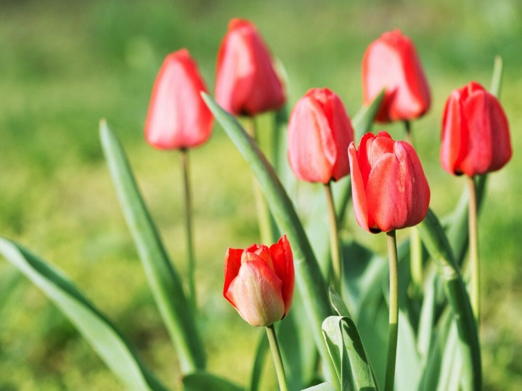 Do Squirrels Eat Tulip Bulb? 10 Ways To Protect Your Tulip Bulbs From ...