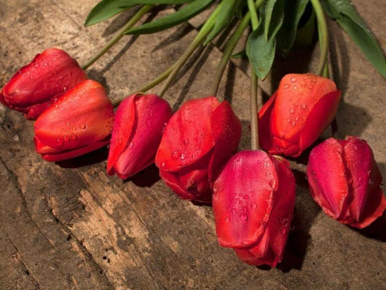 are-tulips-toxic-to-cats-tulip-poisoning-symptoms-in-cats