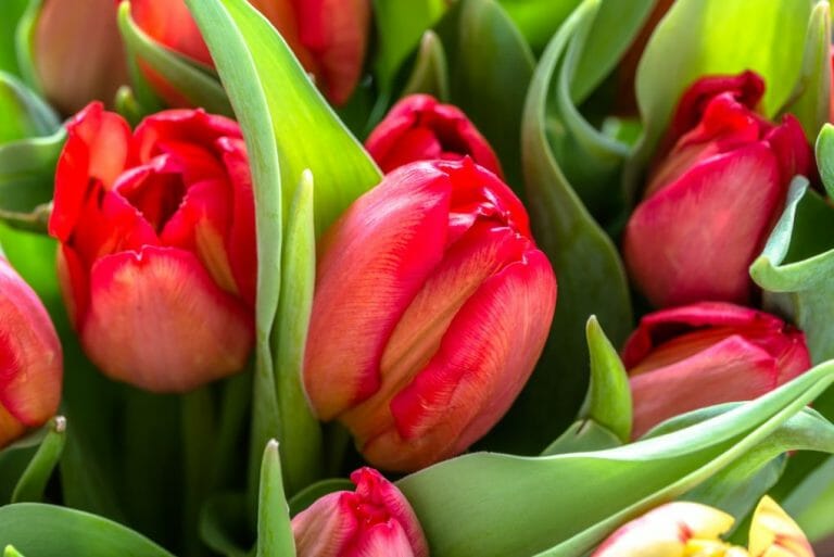 How Deep Do You Plant Tulip Bulbs Know What Is The Right Planting Depth