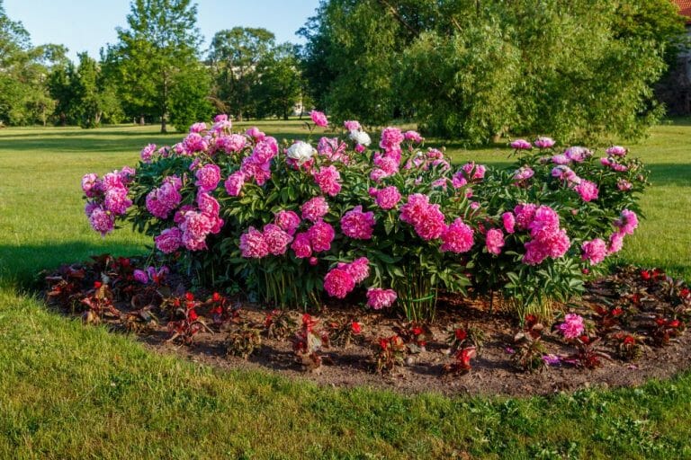 Peony Spacing In The Garden: Guidelines In Growing Healthy Peonies