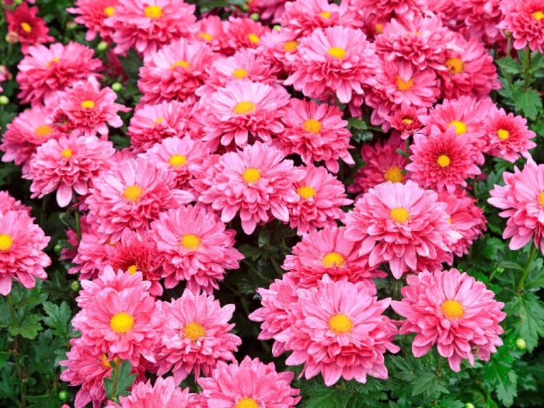 Carnation vs. Chrysanthemum: A Comparison of Two Popular Flowers ...