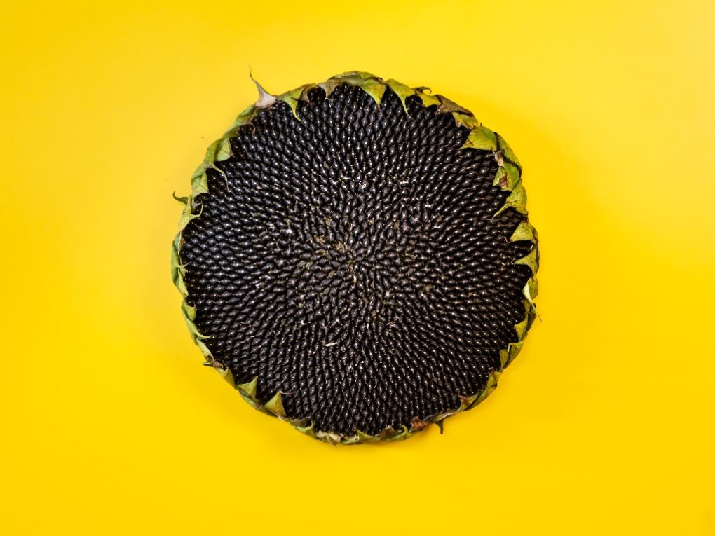 what-to-do-with-sunflower-heads-tips-when-dealing-with-sunflower-heads