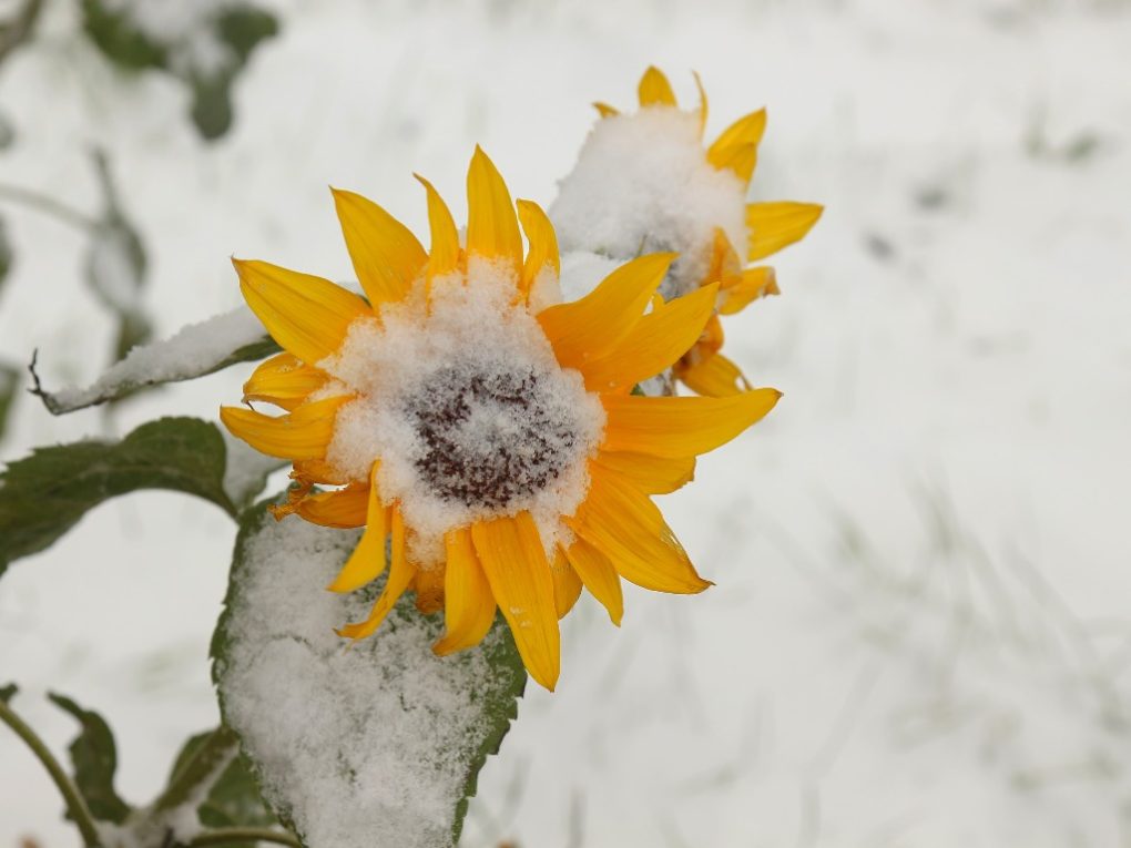 Can Sunflower Survive Winter How to Help a Perennial Sunflower Survive