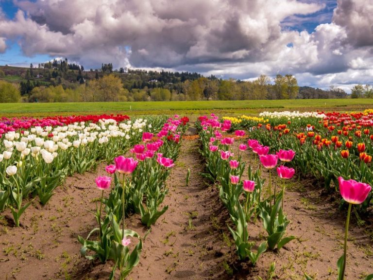 Does Tulip Come Back Every Year: Here's What You Need to Know About ...