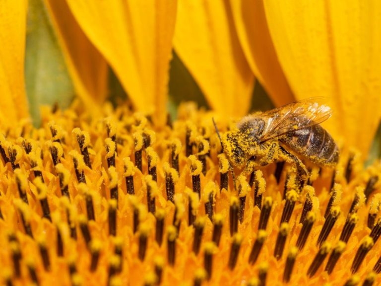 When Do Sunflowers Produce Seeds: Factors That Affect Seed Production ...