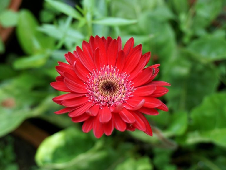 How To Successfully Grow Gerbera Daisy From Seed A Step By Step Guide