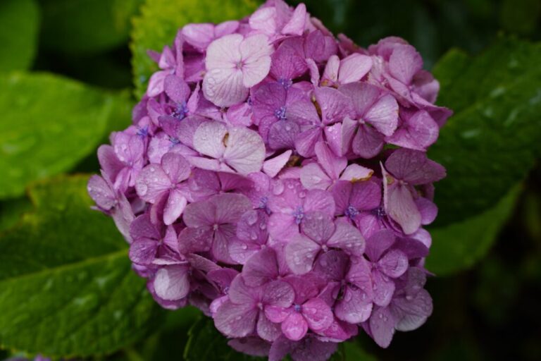 Why Do Hydrangeas Change Color Understanding The Science Behind It   151553259 M Normal None 1 768x512 