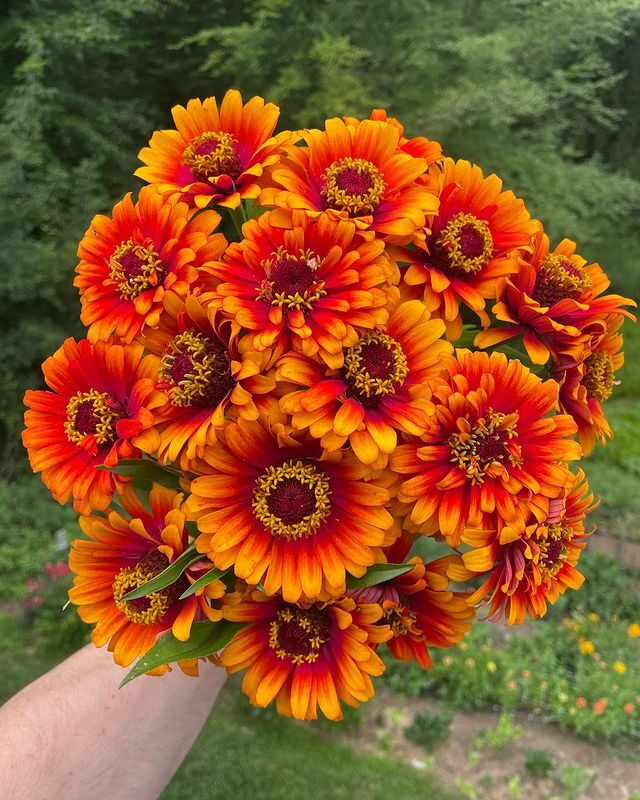 22 Types of Zinnias | Everything You Should Know